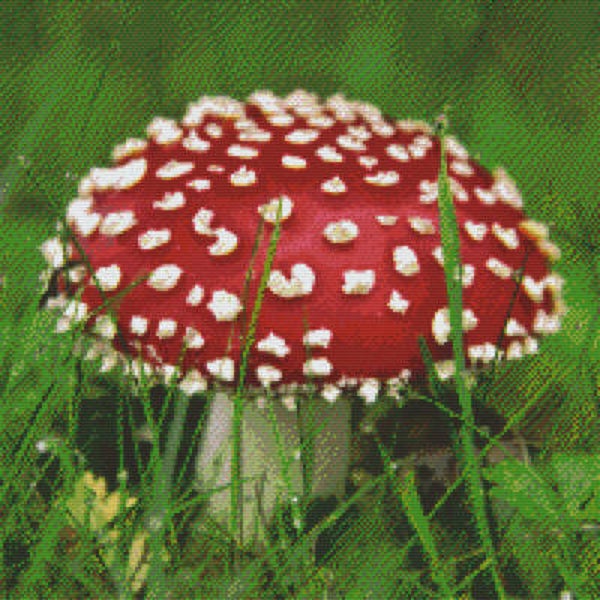 Kit 20 Plaques Champignon