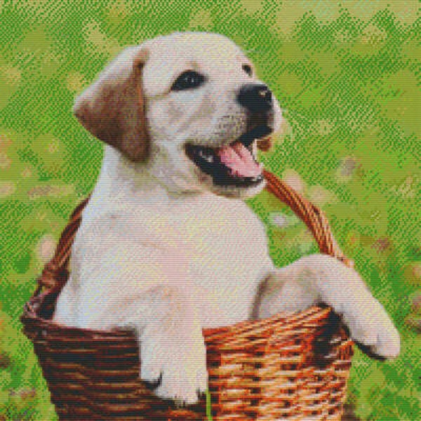 Kit 20 Plaques Chien