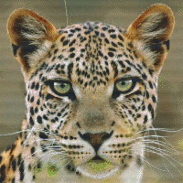 Kit 20 Plaques Leopard