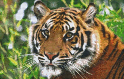 Kit 20 Plaques Tigre