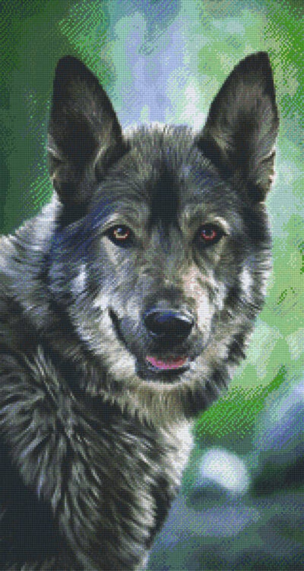 Kit 24 Plaques Loup