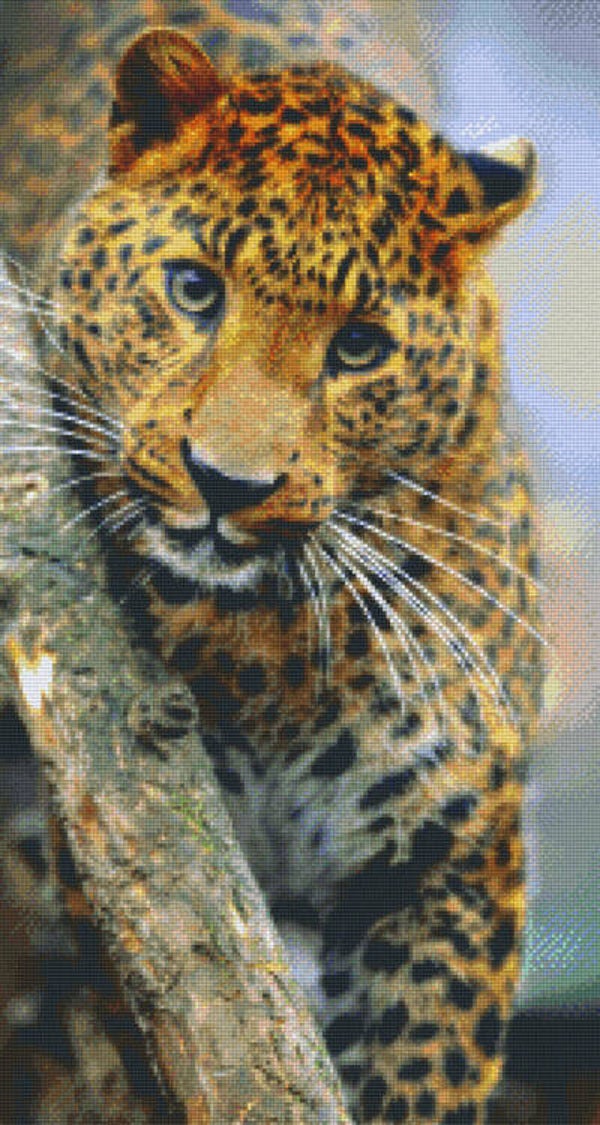 Kit 24 Plaques Leopard