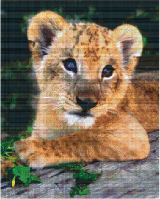 Kit 25 Plaques Lionceau
