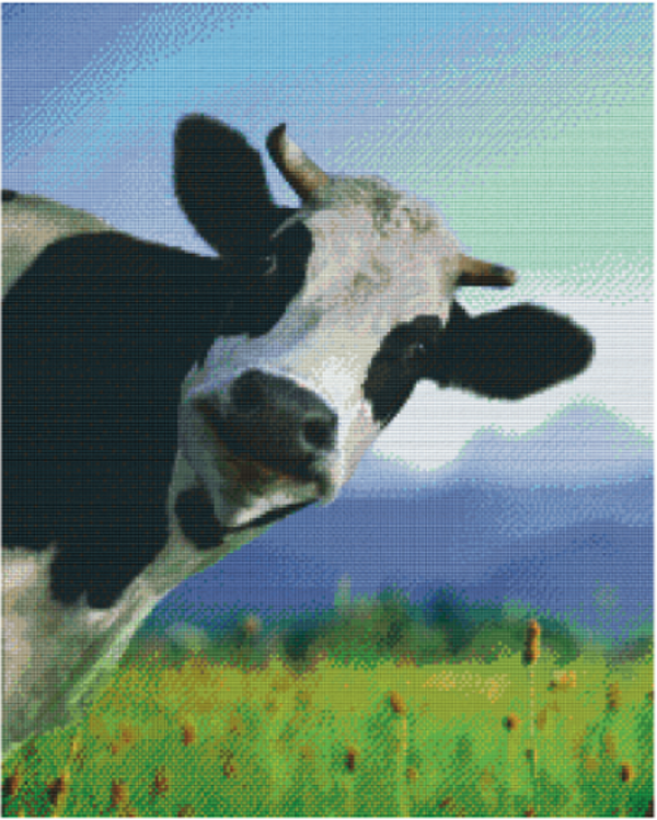 Kit 25 Plaques Vache