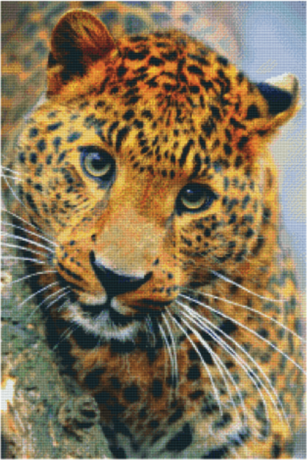 Kit 30 Plaques Leopard