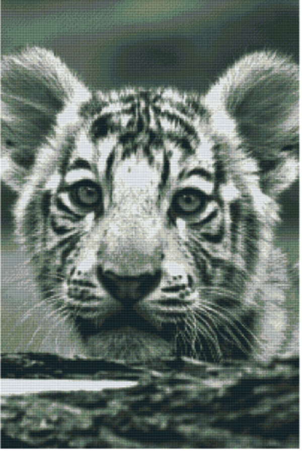 Kit 30 Plaques Tigre