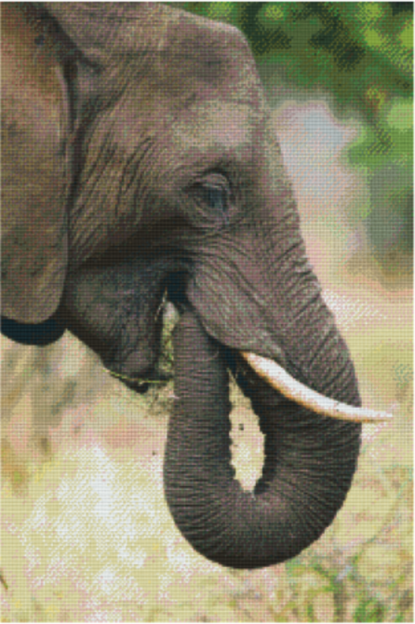 Kit 30 Plaques Eléphant