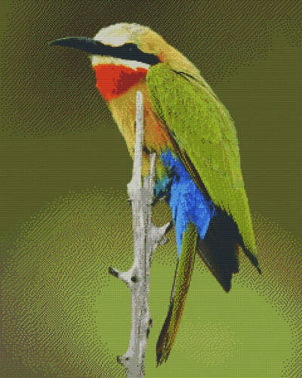 Kit 36 Plaques Oiseau