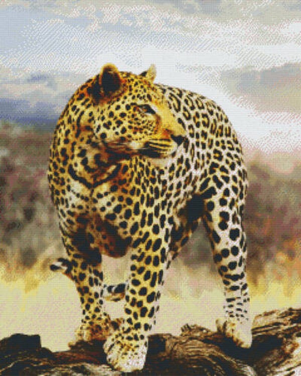Kit 36 Plaques Leopard