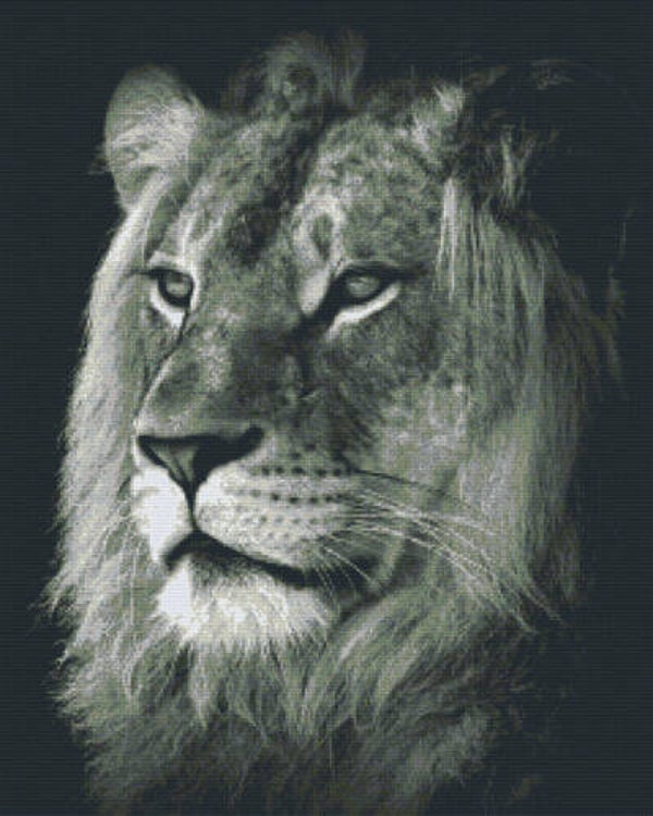 Kit 36 Plaques Lion