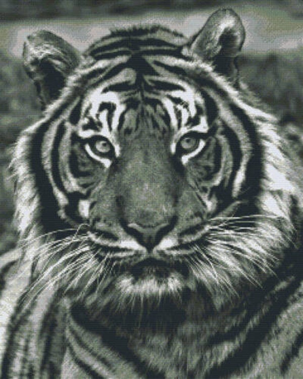 Kit 36 Plaques Tigre