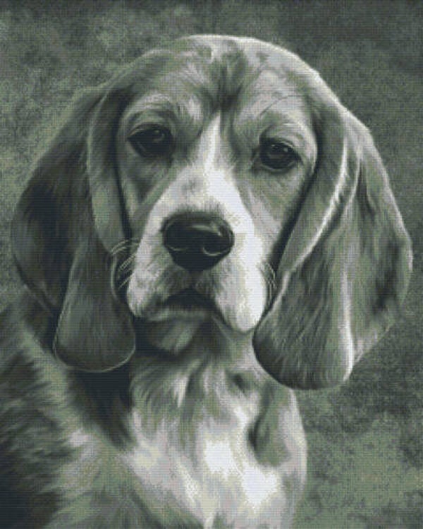 Kit 36 Plaques Chien