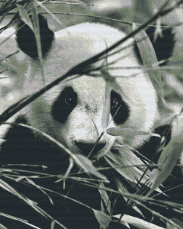Kit 36 Plaques Panda
