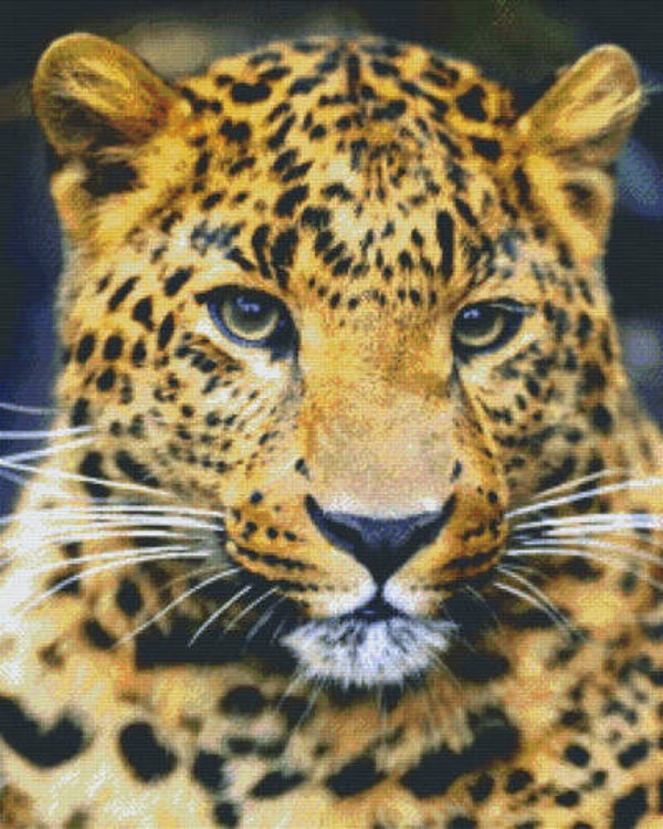 Kit 36 Plaques Leopard