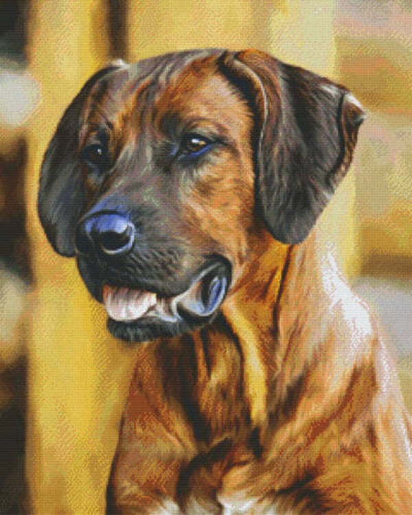 Kit 36 Plaques Chien