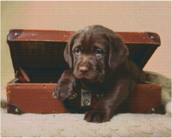 Kit 36 Plaques Chien