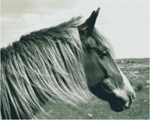 Kit 36 Plaques Cheval