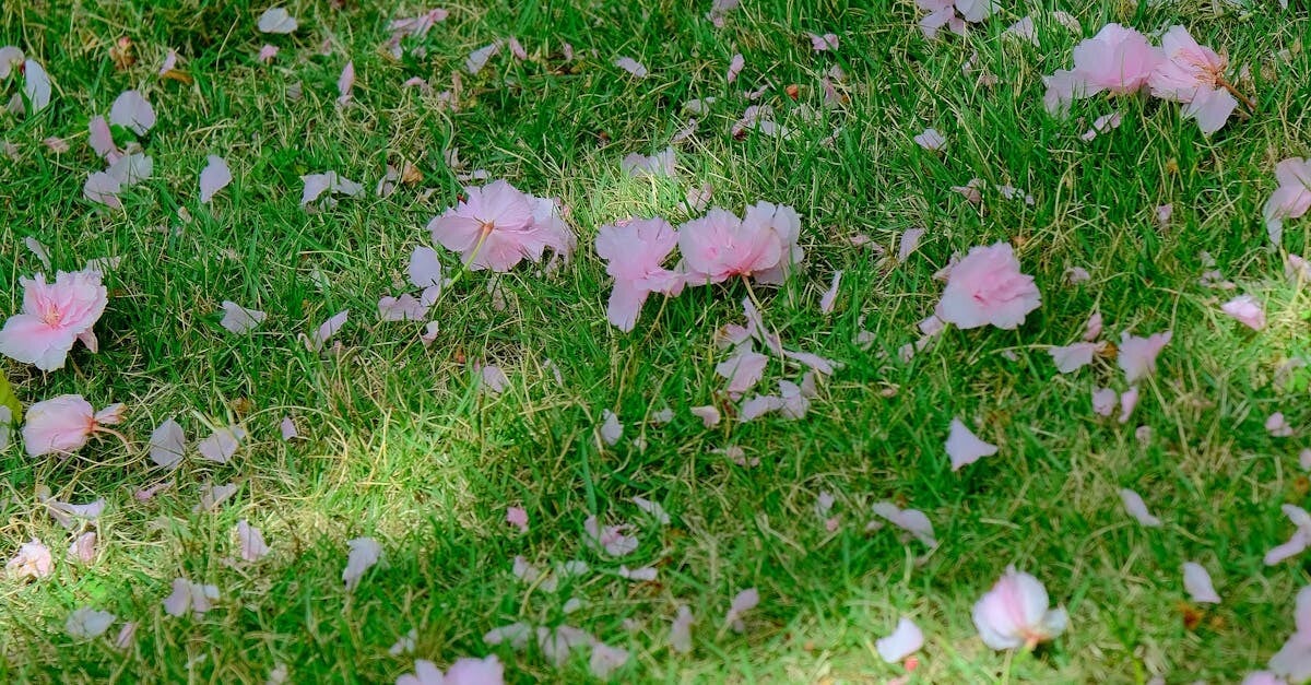Arrivée du printemps E-book