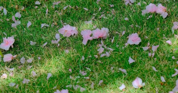 Arrivée du printemps E-book