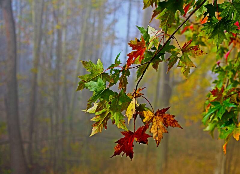 Fall colors