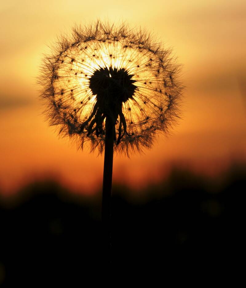Dandelion