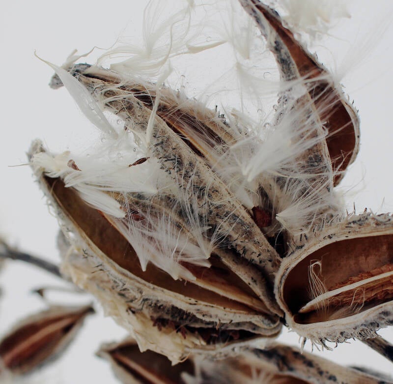 Milkweed pods