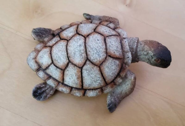Schildkröte