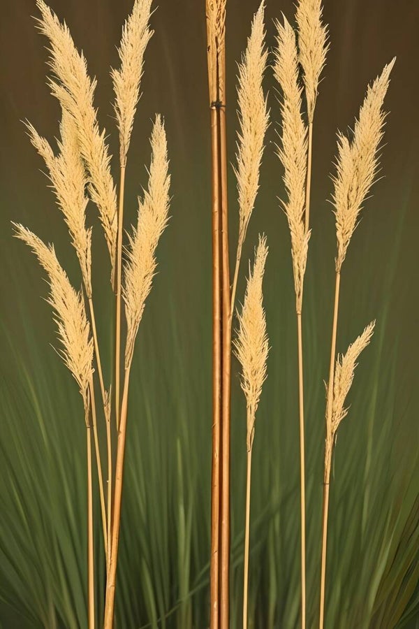 Kunstdruck: (LA 154) Reetrohr 1