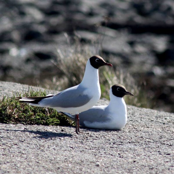 Kunstdruck: (MA 201) Seeschwalben