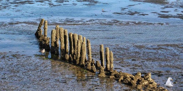 Panorama-Format: (PA 107) 80 x 40 cm Watt