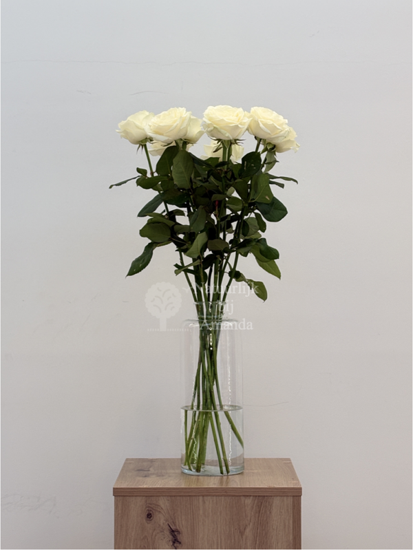 Witte rozen (v.a.)