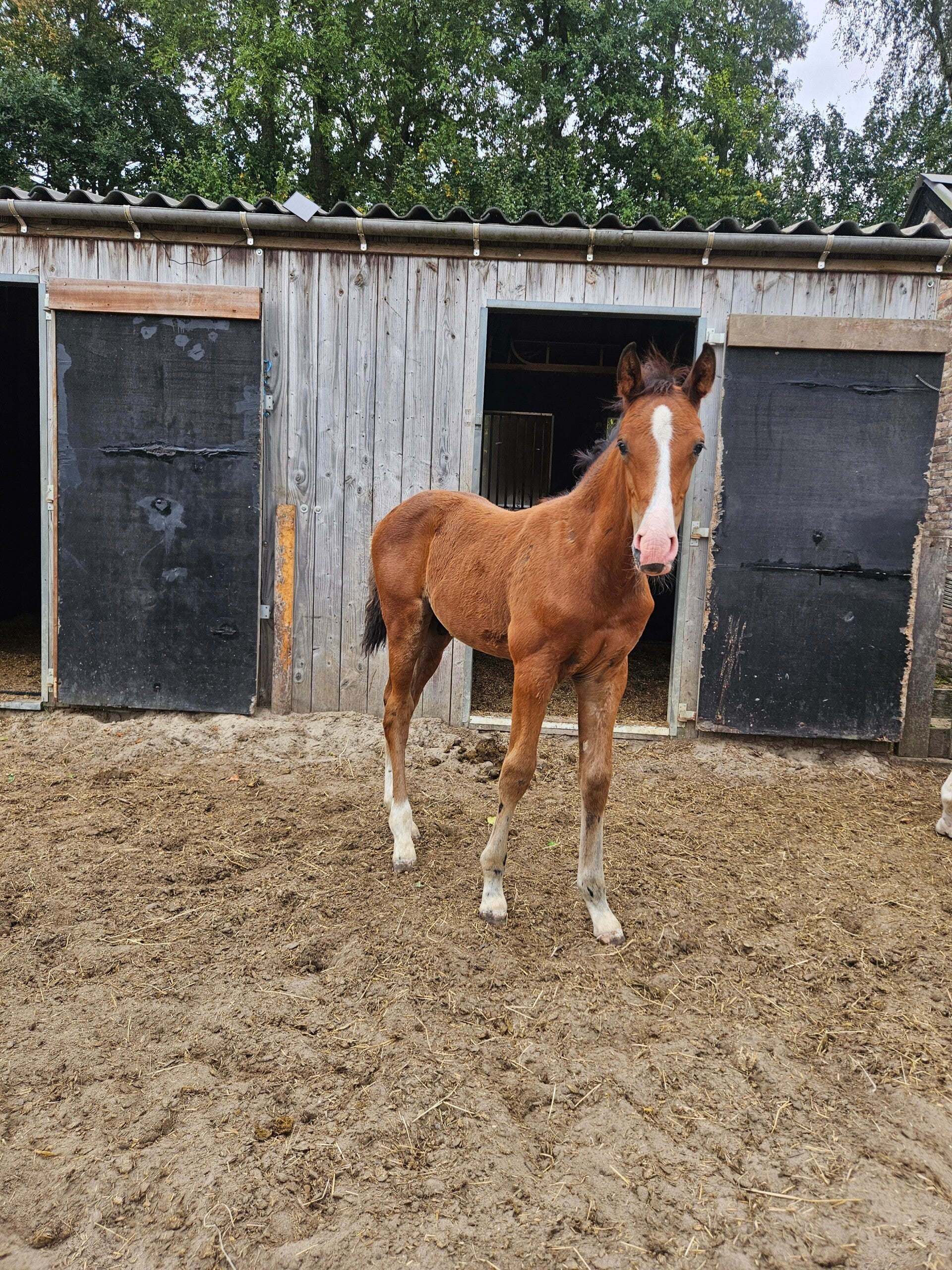 Holsteiner merrie dragend - reserveer veulen