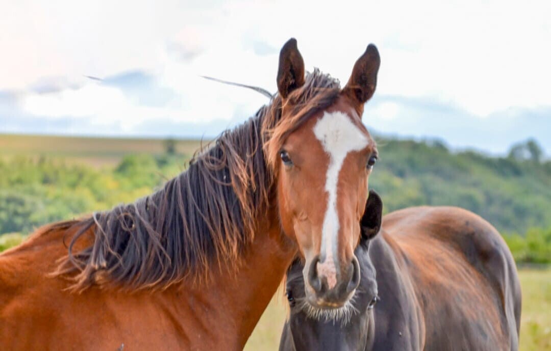 Holsteiner merrie te koop