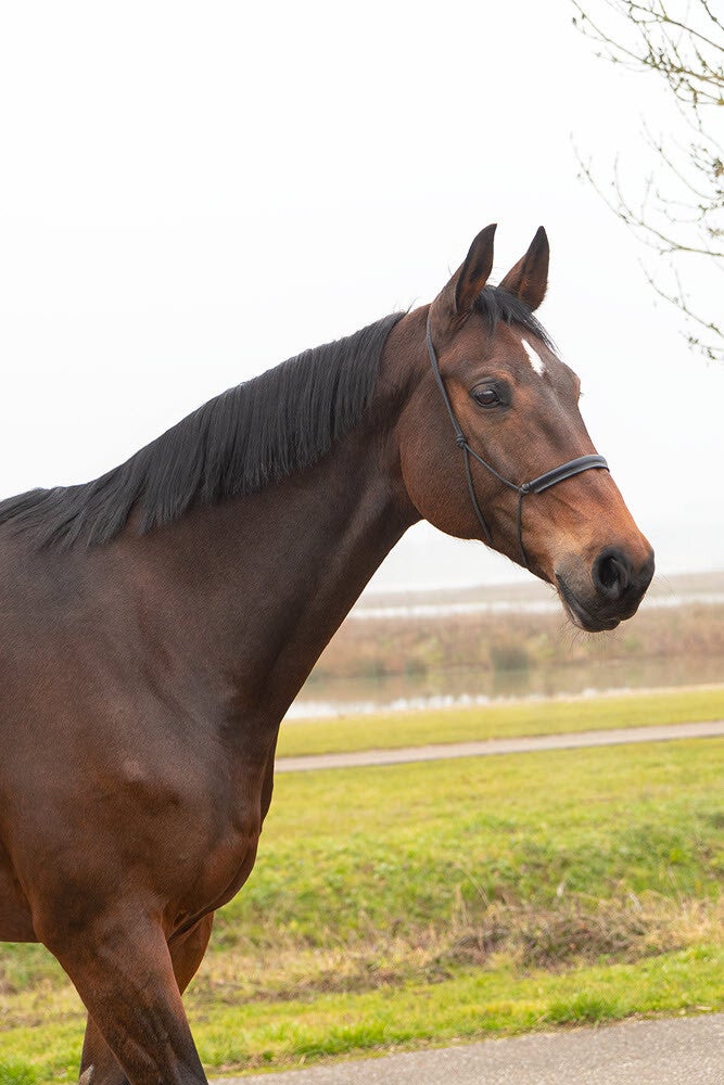 KWPN - Fokkerij en Handel