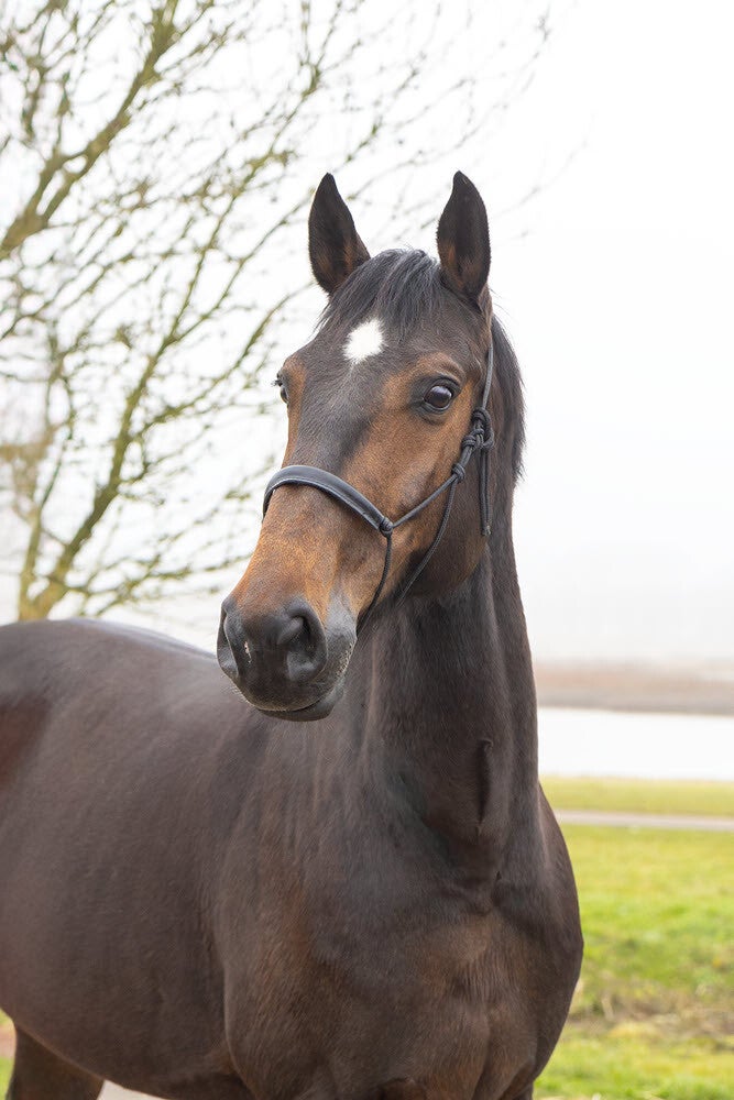 Holsteiner merrie - Fokkerij en Handel