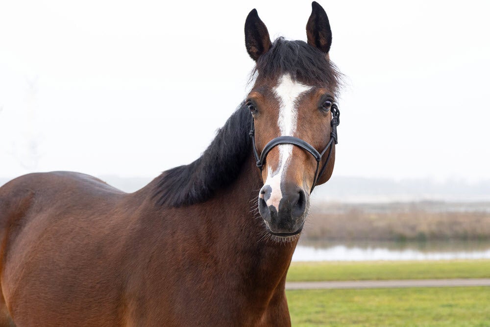 Zangersheide merrie dragend - Fokkerij