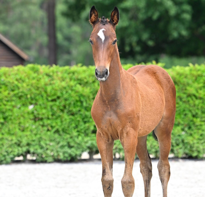 Veulen Filly - Astronomic vh Legitahof Z x In Between x Quasimodo Z