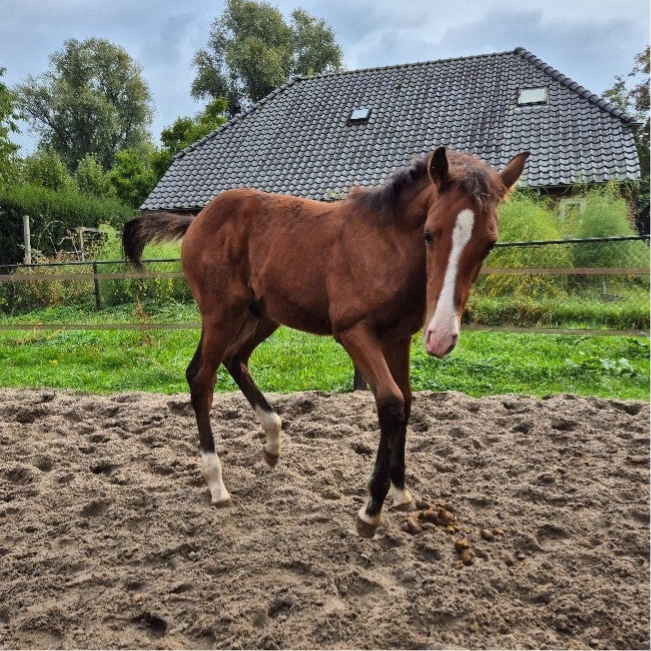 Holsteiner merrie dragend - reserveer veulen
