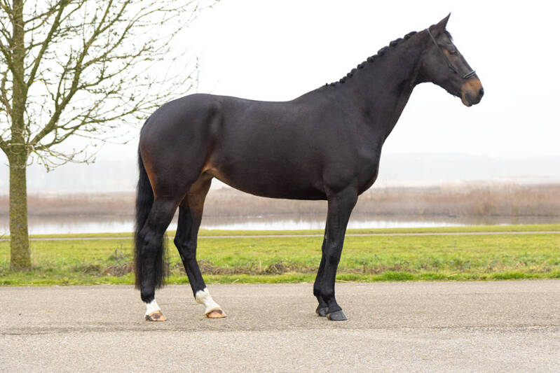 nova-kwpn-merrie-standfoto-standard.jpg