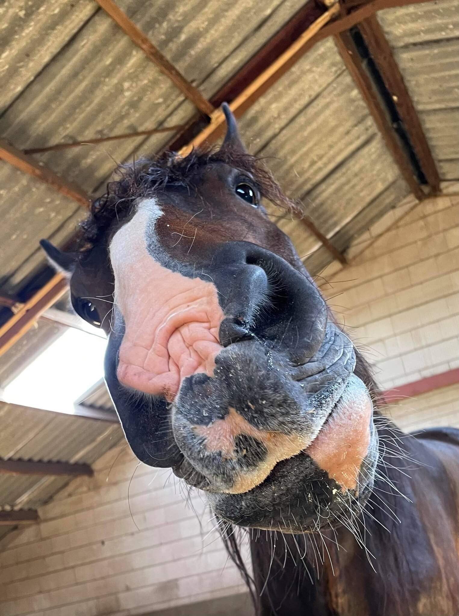 Fokkerij en handel, paardensport Nijmegen