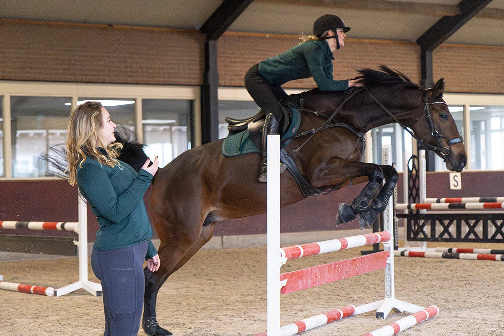 Springles paard - Gelderland