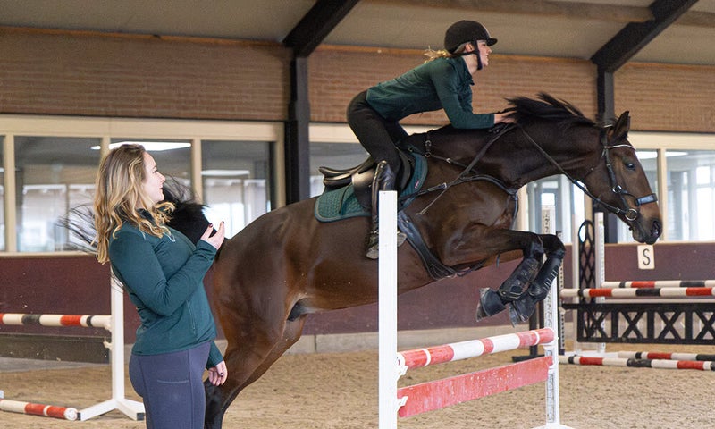 Springles paard - Gelderland