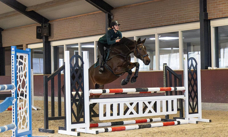 Training paard