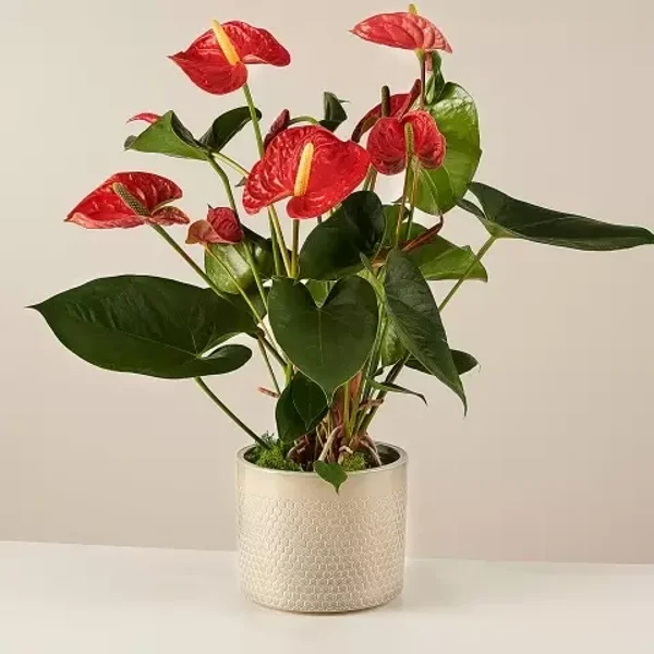 Anthurium
