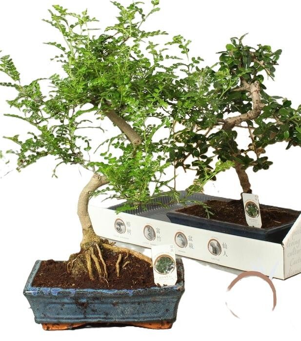 Bonsai