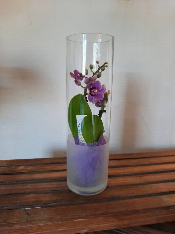 Violet Phalaenopsis