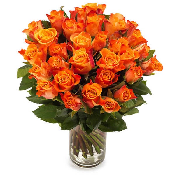Oranje rozen