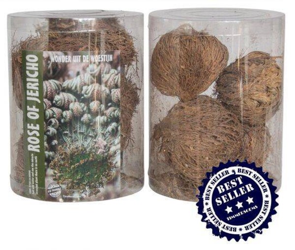 Jericho roos uit Mexico