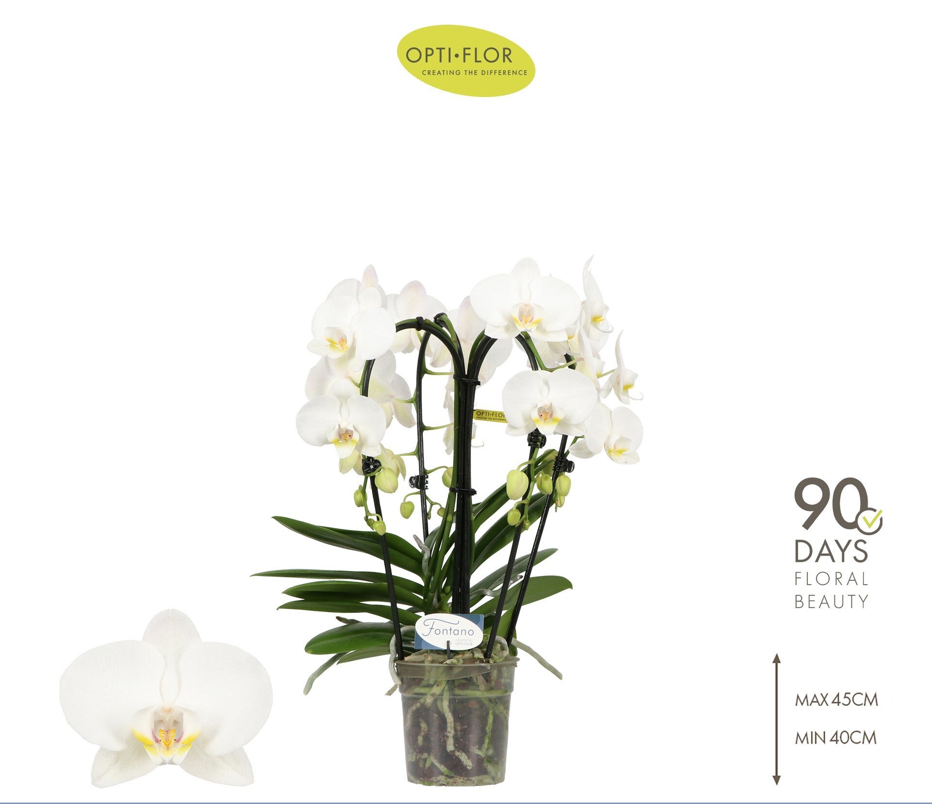 Stralend witte Orchidee