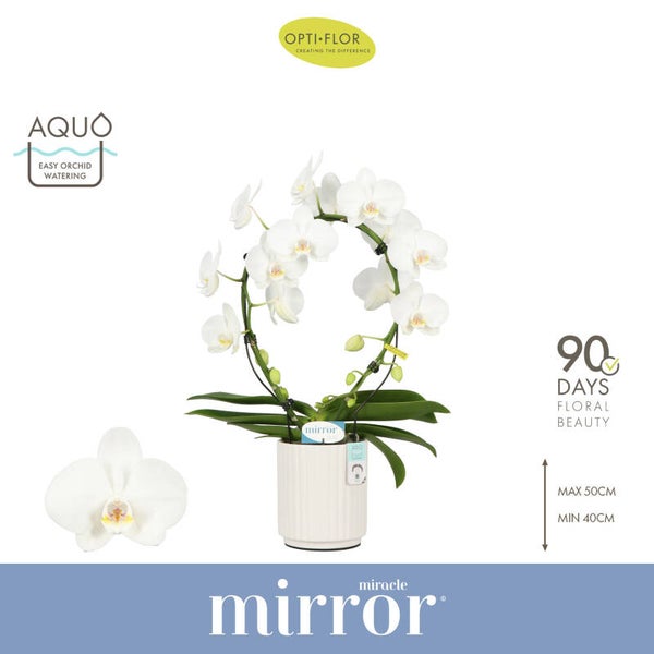 Stralend witte Orchidee